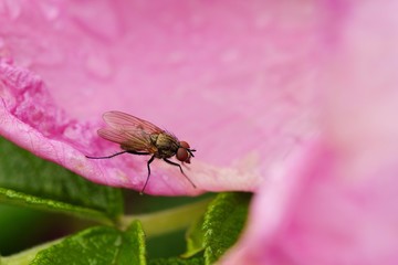 Beautiful fly on the roses in a summer Park