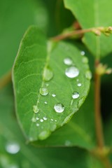 Beautiful drops of dew on a green leaf  