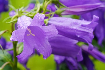 Beautiful lilac bluebells in the morning dew 