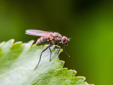 Drosophila Fruit Fly Diptera Insect on Green Leaf
