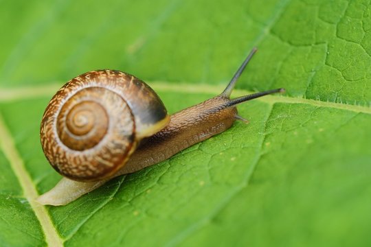 Beautiful brown snail on green leaves 
