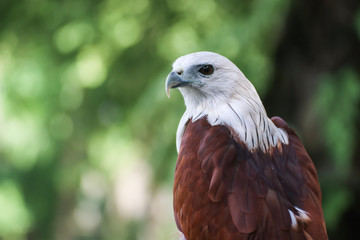 Hawk, Hawk eyes, red wing color hawk, Brahminy Kite is Flying Predators and powerful hawk that use to control other bird in farmer, biological control