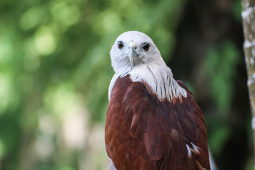 Hawk, Hawk eyes, red wing color hawk, Brahminy Kite is Flying Predators and powerful hawk that use to control other bird in farmer, biological control