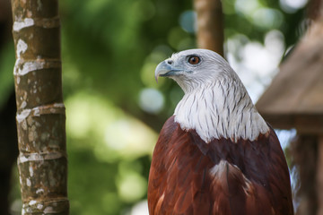 Hawk, Hawk eyes, red wing color hawk, Brahminy Kite is Flying Predators and powerful hawk that use to control other bird in farmer, biological control