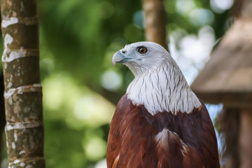 Hawk, Hawk eyes, red wing color hawk, Brahminy Kite is Flying Predators and powerful hawk that use to control other bird in farmer, biological control