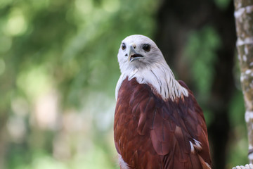 Hawk, Hawk eyes, red wing color hawk, Brahminy Kite is Flying Predators and powerful hawk that use to control other bird in farmer, biological control