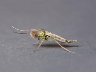 Mosquito Insect on Gray Background