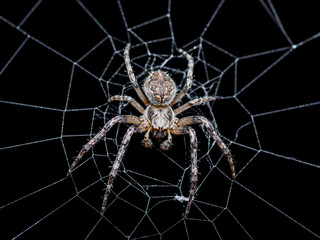 Spider Web Trap on Dark Background