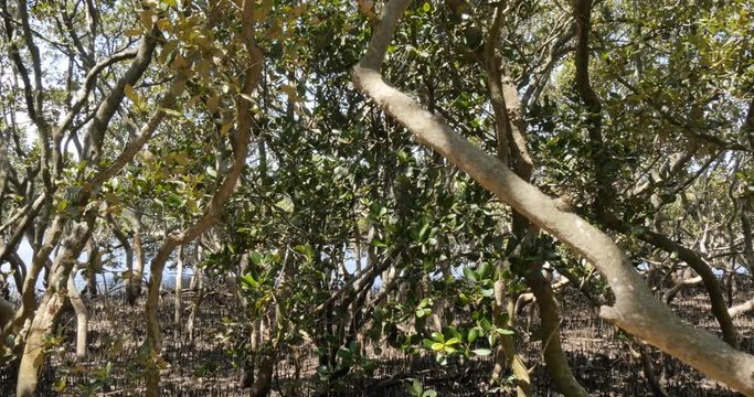 Mangrove trees in coastal wetland estuary environment