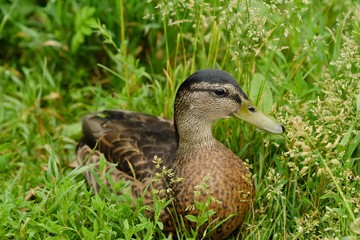 Beautiful brown duck in green grass view