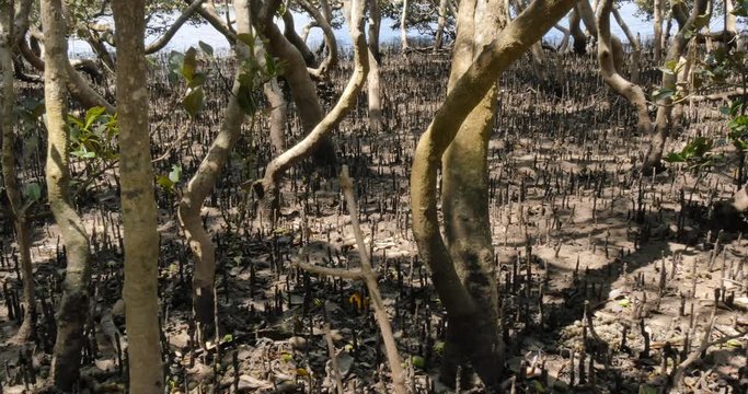 Mangrove trees in coastal wetland estuary environment