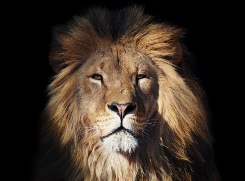 Lion great looking at camera isolated at black
