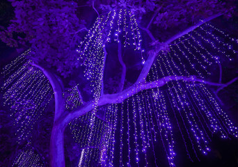 Night Shot of Purple Lights Hanging  from a Large Tree