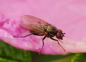 Beautiful fly on the roses in a summer Park
