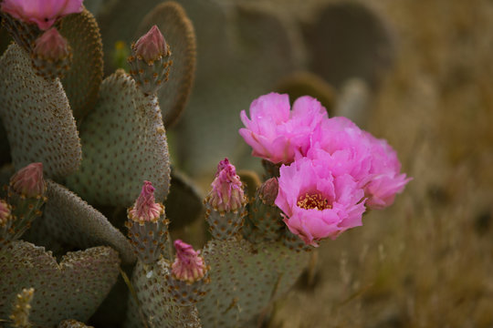 Pink Cactus Flower Blossoms
