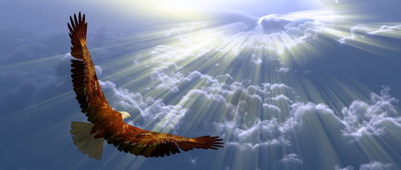 Fototapeta na wymiar Eagle in flight above tyhe clouds