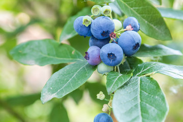 blue berries on the bush - Powered by Adobe