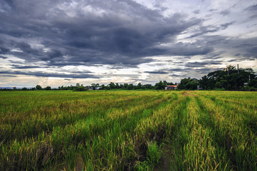 Obraz premium Landscape of rice fields in the evening