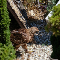 BENALMADENA, ANDALUCIA/SPAIN - JULY 7 : Golden Eagle (Aquila chrysaetos) at Mount Calamorrow near Benalmadena in Spain on July 7, 2017
