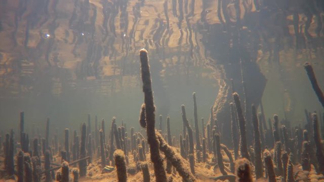 Underwater mangrove trees root in a marine estuary