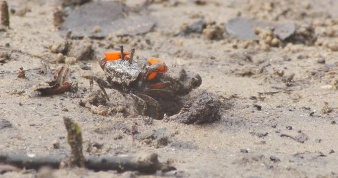 Soldier Crabs or mud crab on tidal flats of a mangrove marine estuary
