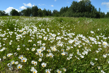 Field of Wild Daisy Flowers