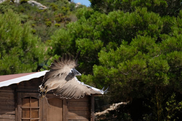 Chilean Blue Eagle at Mount Calamorrow