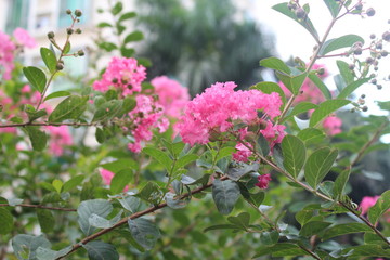 Tropical Pink Flowers in Guangdong China Asia