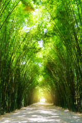 Tunnel bamboo tree with sunlight.