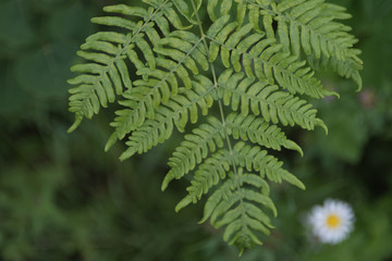 Bracken Fern in Summer