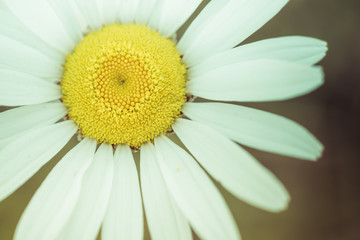 Closeup of Ox-eye Daisy