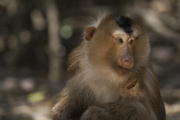 The chieftain's gaze