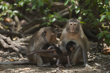 A close monkey family