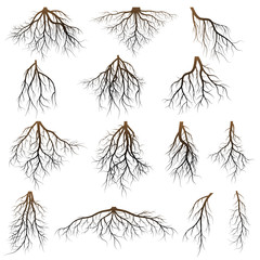 Set of tree roots