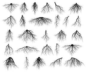 Fotobehang Set of tree roots © enterphoto
