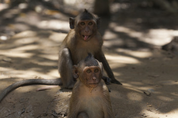 Silly monkey siblings 