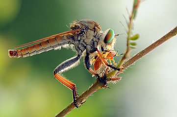 robber fly,