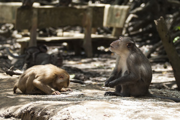 Fototapeta premium monkey religion