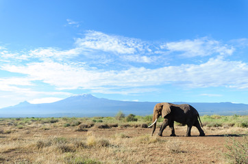 Fototapeta na wymiar Elephant in Kenya