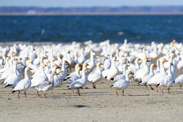 Snow Geese on the Beach