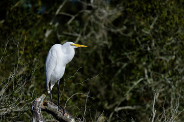 Egret in profil