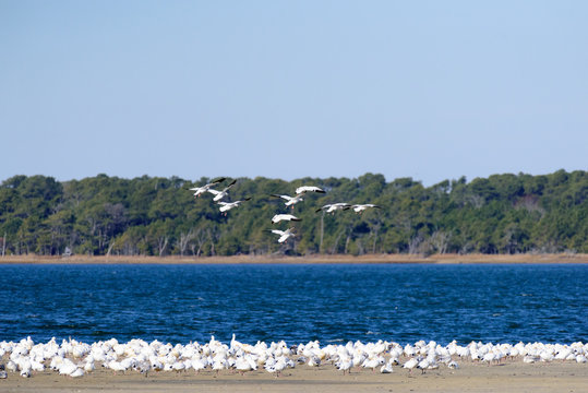 Snow Geese flying over Chincoteague