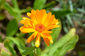 Una flor en el campo.