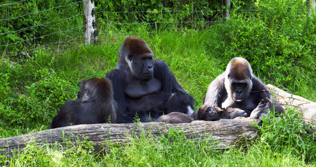 Denmark. Givskud zoo.