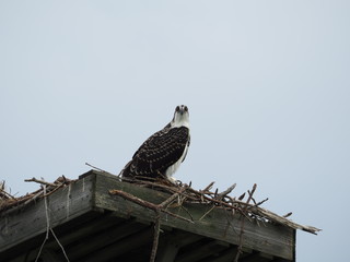 Juvenile Osprey Staring Contest
