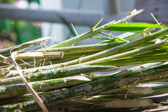  Rattan Palm Raw Food .