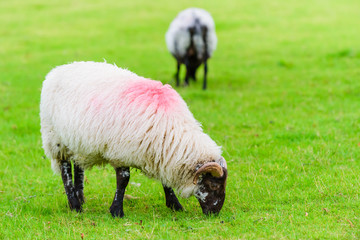 Sheep on a meadow near the lake lake Glencar. County Leitrim. Ireland