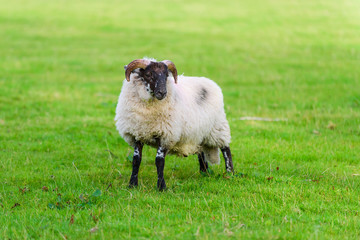 Sheep on a meadow near the lake lake Glencar. County Leitrim. Ireland
