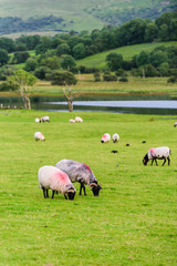 Obraz premium Landscape with sheep in a meadow near the lake Glencar. County Leitrim. Ireland