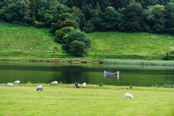 Landscape with sheep in a meadow near the lake Glencar. County Leitrim. Ireland